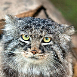 1Manul2Manula