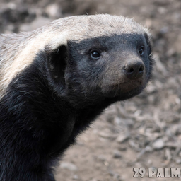 BaldBadger