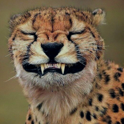 CheetahFlo