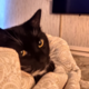 ������ ������������ Aranec