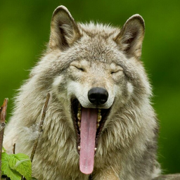 wolfanet