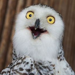 Owl.13