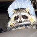 SuperCoon4000