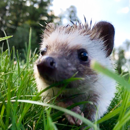hedgiehugs