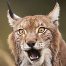 Angrylynx