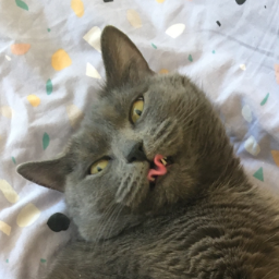 CATOGRAPHY