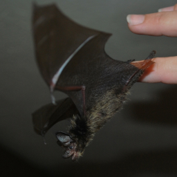 Hiropteryx