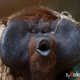 ������ ������������ Minks