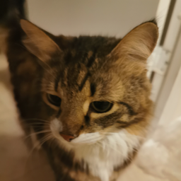 Mr.Hisky