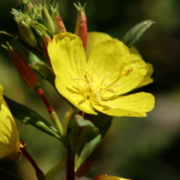 Oenothera
