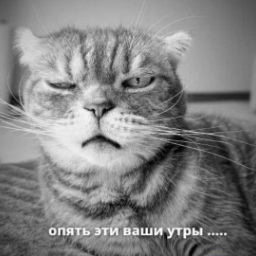 Sedd84