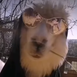 Mr.Alpaca