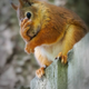 ������ ������������ squirrel47