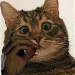 felexe