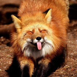 ProhindeykaFox