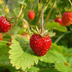 wildstrawberry