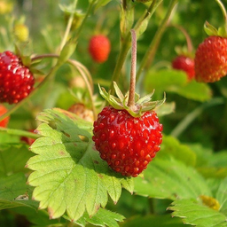 wildstrawberry
