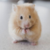 KevinHamster