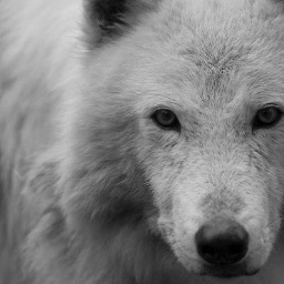 WolfTiras