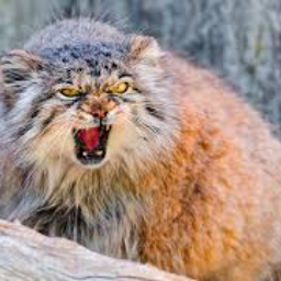 Manul8