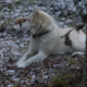 ������ ������������ BushcraftKareliy