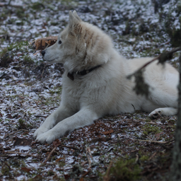 BushcraftKareliy
