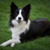 Border.Collie