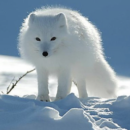 SnowWhiteFox