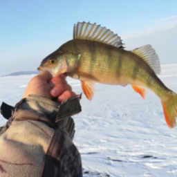 Рыбалка на братском водохранилище. Рыбалка в сибири. Рыба братского водохранилища. Рыба в братском водохранилище. Разведение омуля.