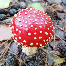 N.Angara