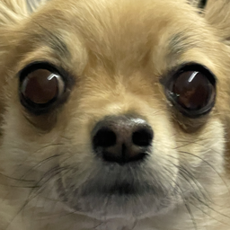 Juliblb
