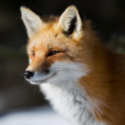 Fox91
