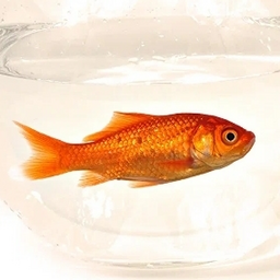 ZolotoiRyb