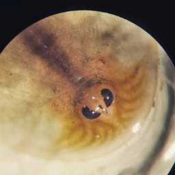 ������ ������������ isprirody