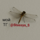   Stasya.S