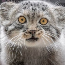 DikiyManul