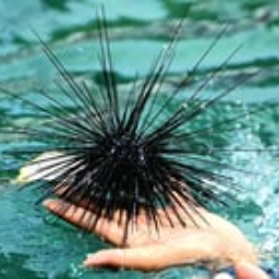 Urchin888