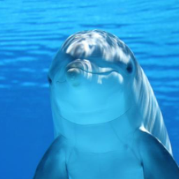DelfinLibvi