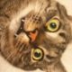 ������ ������������ LechuDrochu