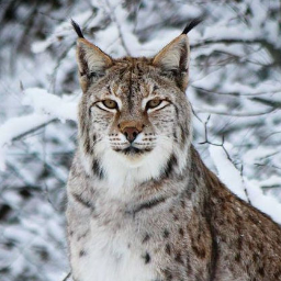 WinterForestLynx