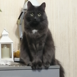 timafeicorotkov