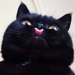 mayamyrmyr