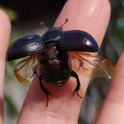 MolekulaMaxi