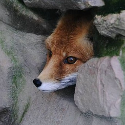 LectoremFox