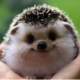 ������ ������������ igelschnuzchen