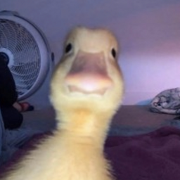 Puntusovyeah1