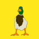 ������ ������������ duckduckexpose
