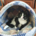 roddomcat