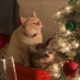 ������ ������������ demontbrey