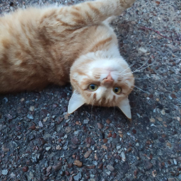 ElGataso